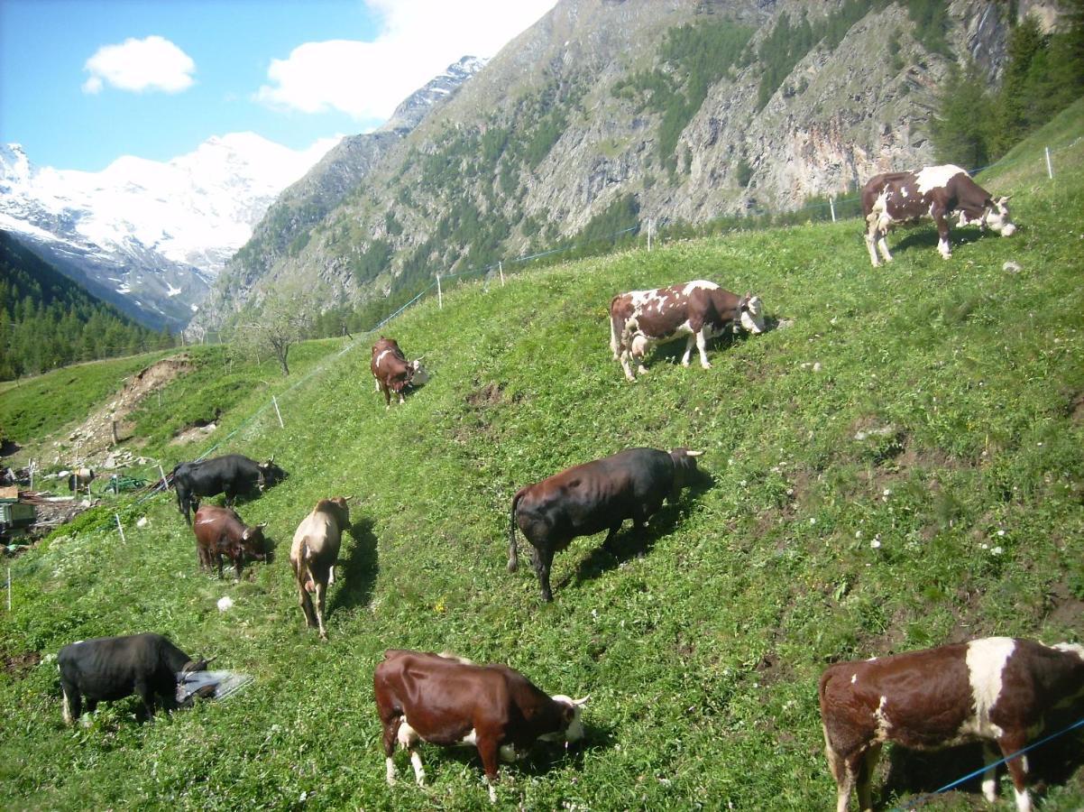 La Ferme Du Grand Paradis Cogne Ngoại thất bức ảnh